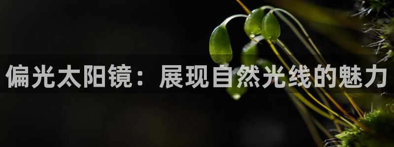 新宝5登陆