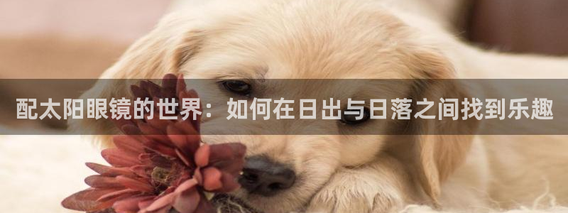 新宝5主管